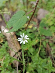 Stellaria cuspidata