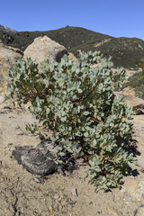 Arctostaphylos peninsularis