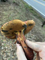 Xerocomellus dryophilus