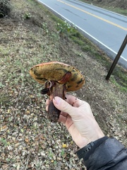 Xerocomellus dryophilus