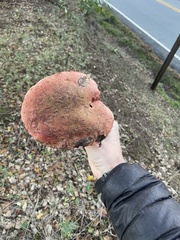 Xerocomellus dryophilus