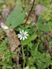Stellaria cuspidata