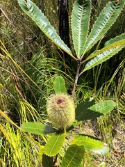 Banksia robur