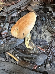 Leucopaxillus gentianeus