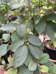 Diospyros virginiana