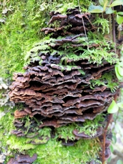 Hymenochaete microcycla