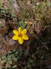 Bidens triplinervia