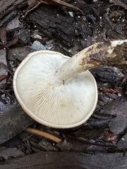 Leucopaxillus gentianeus