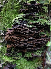 Hymenochaete microcycla