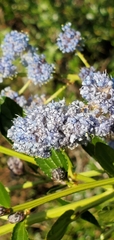 Ceanothus thyrsiflorus thyrsiflorus