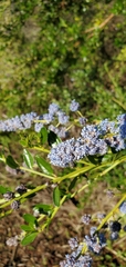 Ceanothus thyrsiflorus thyrsiflorus