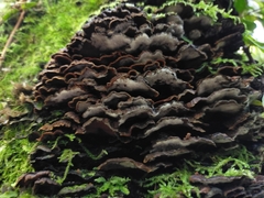 Hymenochaete microcycla