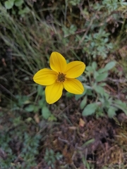 Bidens triplinervia