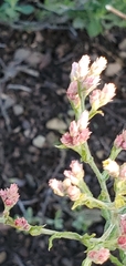 Pseudognaphalium ramosissimum