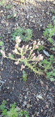Pseudognaphalium ramosissimum