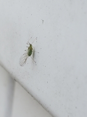 Macrosiphini