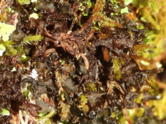 Scytinium palmatum