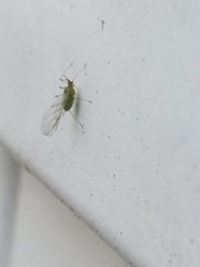 Macrosiphini