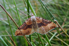 Xanthorhoe defensaria