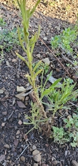Pseudognaphalium ramosissimum