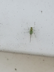 Macrosiphini