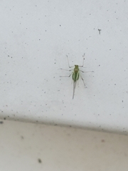 Macrosiphini