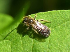 Andrena miserabilis