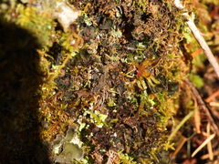 Leptochidium albociliatum