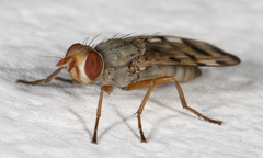 Melieria ochricornis