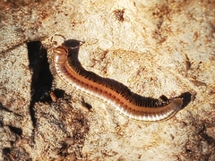 Brachyiulus