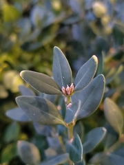 Buxus sempervirens