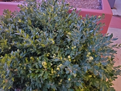 Buxus sempervirens