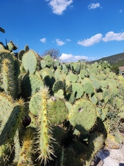 Opuntia robusta