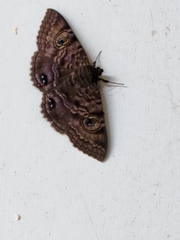 Speiredonia spectans