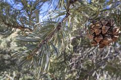 Pinus quadrifolia