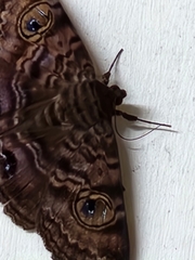 Speiredonia spectans