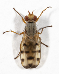 Melieria ochricornis