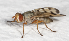 Melieria ochricornis