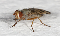 Melieria ochricornis