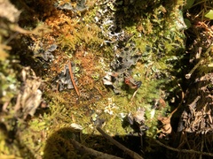 Peltigera collina