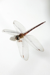 Aeshnidae