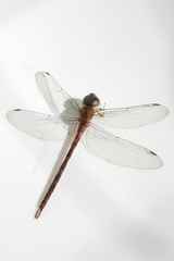 Aeshnidae
