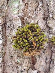 Ulota crispa