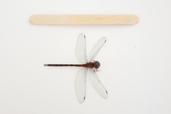 Aeshnidae