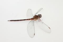 Aeshnidae