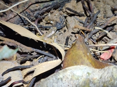 Mannophryne trinitatis