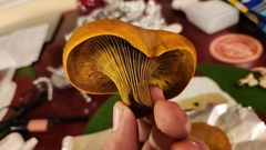 Omphalotus olivascens