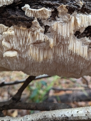 Irpiciporus