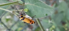 Chauliognathus imperialis