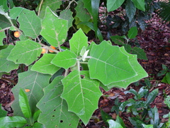 Solanum lasiocarpum